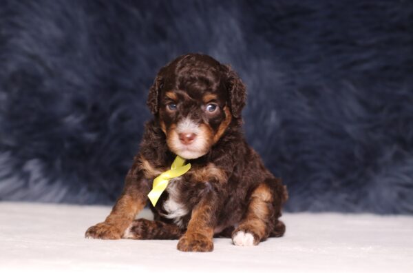 4076aa-Salem-Mini-Poodle-The-Puppy-Lodge-scaled.jpg