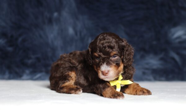 4076aaa-Salem-Mini-Poodle-The-Puppy-Lodge-scaled.jpg