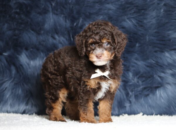 4076b Salem Mini Poodle-The Puppy Lodge.JPG