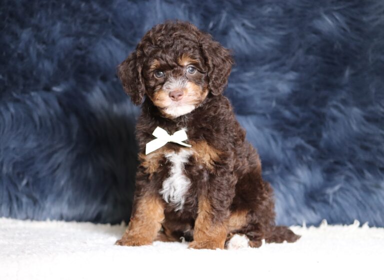 4076bb-Salem-Mini-Poodle-The-Puppy-Lodge-scaled.jpg