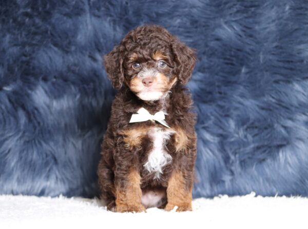 4076bbb-Salem-Mini-Poodle-The-Puppy-Lodge-scaled.jpg