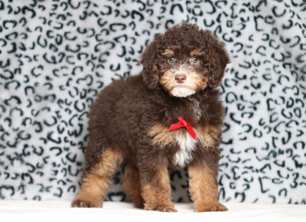 4076c Salem Mini Poodle-The Puppy Lodge.JPG