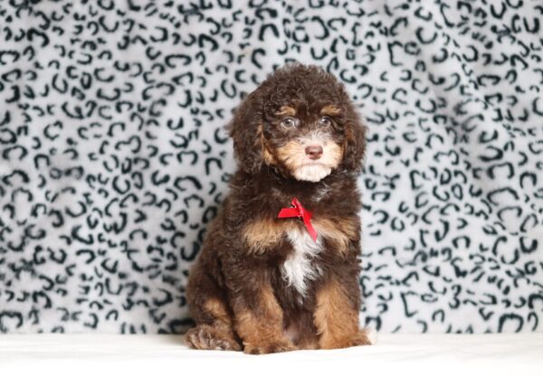4076cc-Salem-Mini-Poodle-The-Puppy-Lodge-scaled.jpg