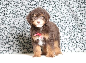 4076ccc-Salem-Mini-Poodle-The-Puppy-Lodge-scaled.jpg