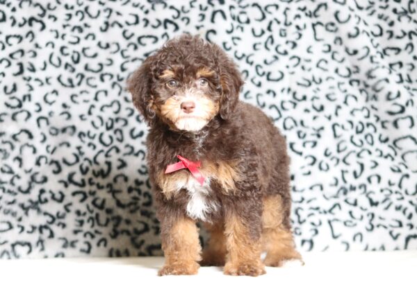 4076ccc-Salem-Mini-Poodle-The-Puppy-Lodge-scaled.jpg