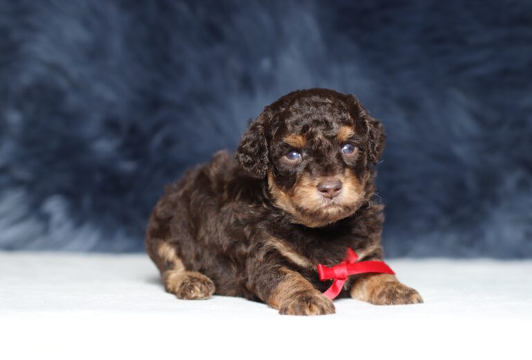 4078a-Snoopy-Mini-Poodle-The-Puppy-Lodge-scaled.jpg