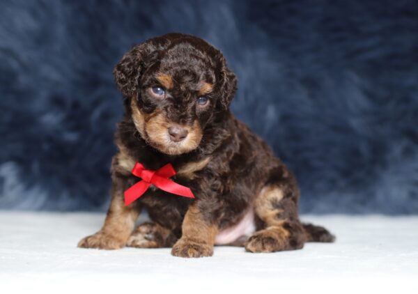 4078aa-Snoopy-Mini-Poodle-The-Puppy-Lodge-scaled.jpg