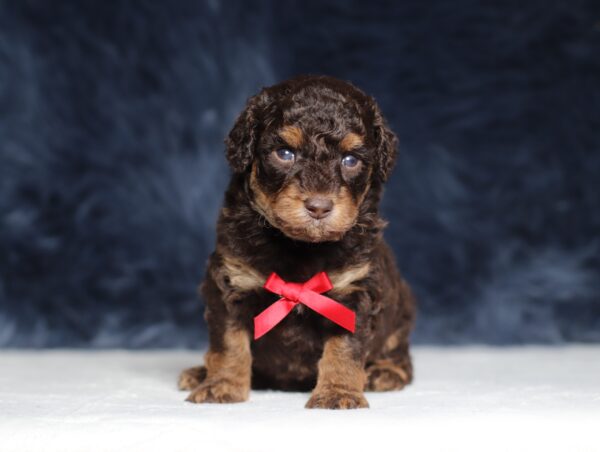 4078aaa-Snoopy-Mini-Poodle-The-Puppy-Lodge-scaled.jpg