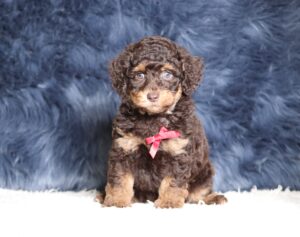 4078bbb-Snoopy-Mini-Poodle-The-Puppy-Lodge-scaled.jpg