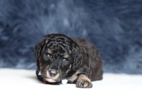 4079a-Smokey-Mini-Poodle-The-Puppy-Lodge-scaled.jpg
