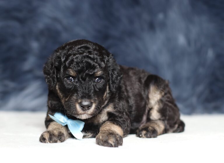 4079aa-Smokey-Mini-Poodle-The-Puppy-Lodge-scaled.jpg