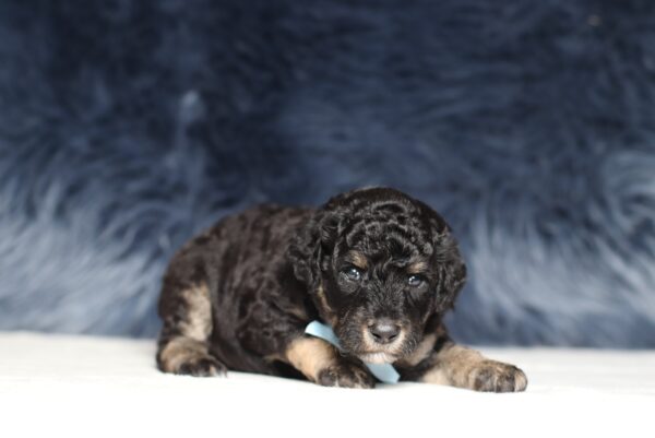 4079aaa Smokey Mini Poodle-The Puppy Lodge.JPG