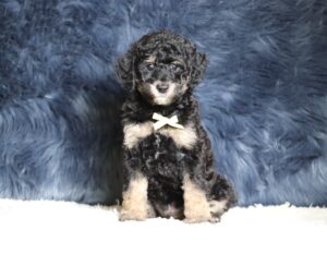 4079bb-Smokey-Mini-Poodle-The-Puppy-Lodge-scaled.jpg
