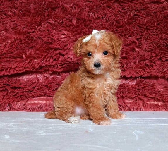 7797bCharlotte-Mini-Poodle-Puppy-The-Puppy-Lodge.jpg
