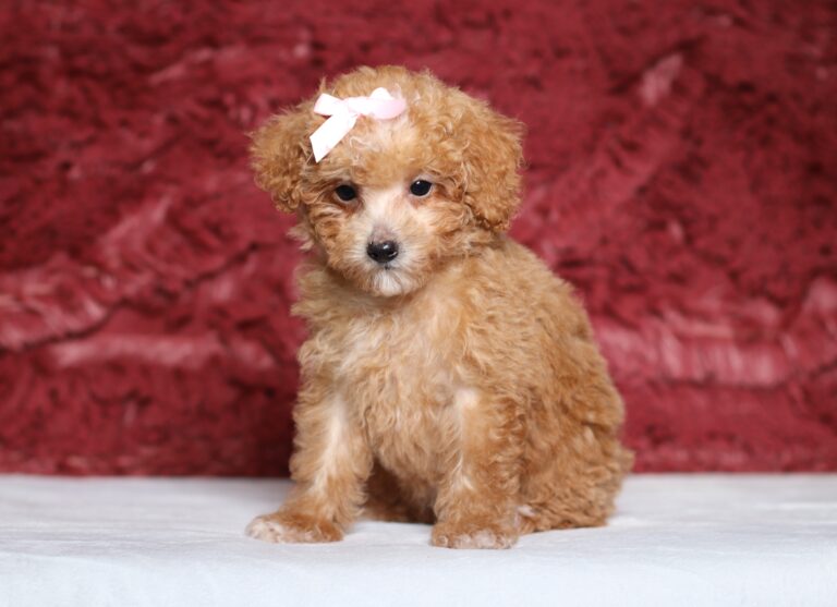 7797c-Charlotte-Mini-Poodle-Puppy-The-Puppy-Lodge-scaled.jpg