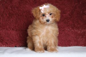 7797dd-Charlotte-Mini-Poodle-Puppy-The-Puppy-Lodge-scaled.jpg