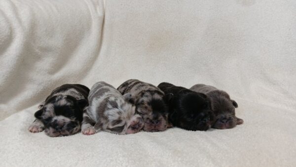 Apollonias-litter-1-fluffy-frenchies-scaled.jpg