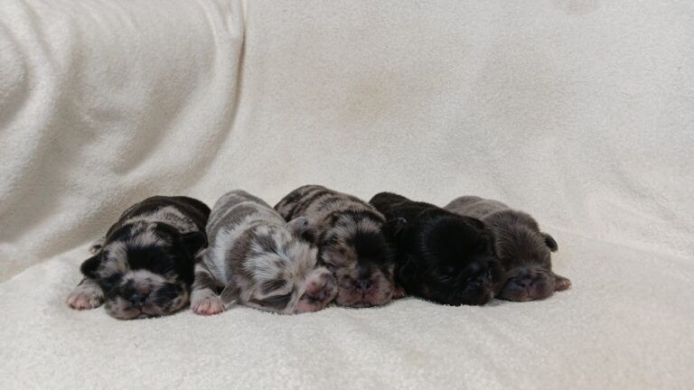 Apollonias-litter-1-fluffy-frenchies-scaled.jpg