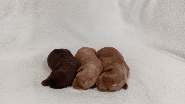 Lucille-litter-scaled.jpg