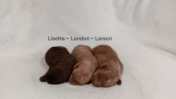 Lucille-litter doxidoodle