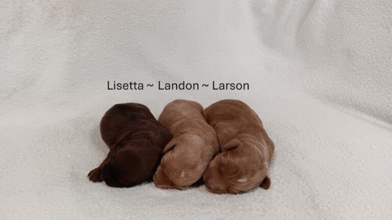 Lucille-litter doxidoodle
