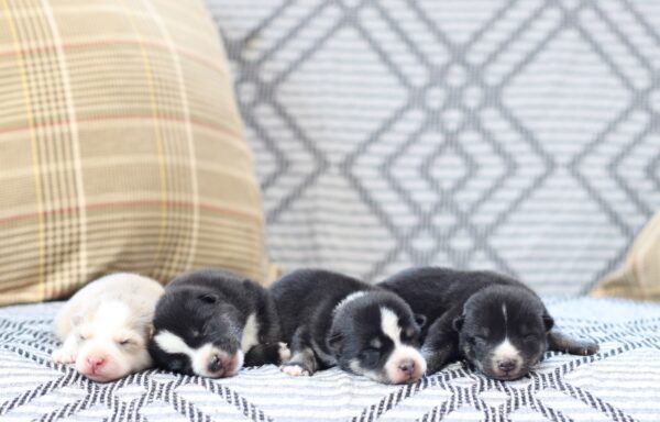 Lulu-litter-2-scaled.jpg