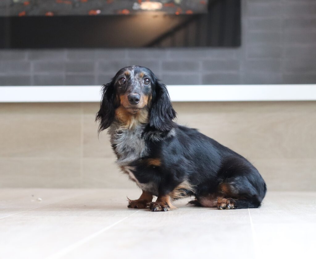 Misty dachshund female