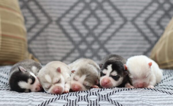 Silverstar-litter-pomskies Puppy Lodge