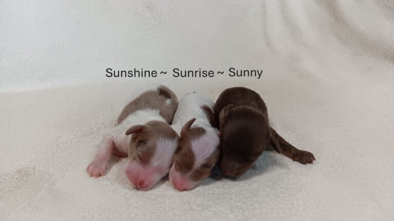 Susanne-litter-doxiedoodle