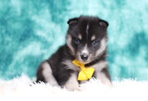 0221aa-Lesko-pomsky-puppy-The-Puppy-Lodge-scaled.jpg
