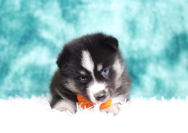 0222a-Lenard-pomsky-puppy-The-Puppy-Lodge-scaled.jpg