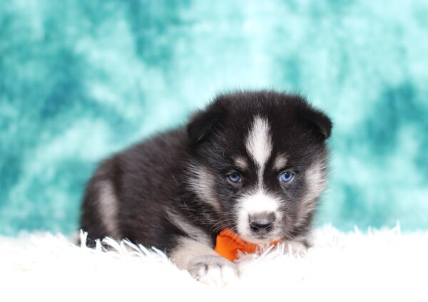 0222aa-Lenard-pomsky-puppy-The-Puppy-Lodge-scaled.jpg