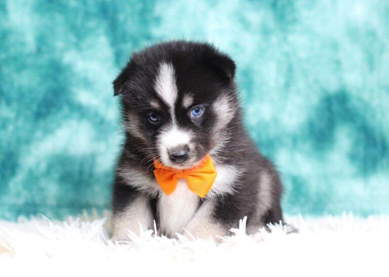0222aaa-Lenard-pomsky-puppy-The-Puppy-Lodge-scaled.jpg