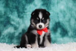 0223aa-Lando-pomsky-puppy-The-Puppy-Lodge-scaled.jpg