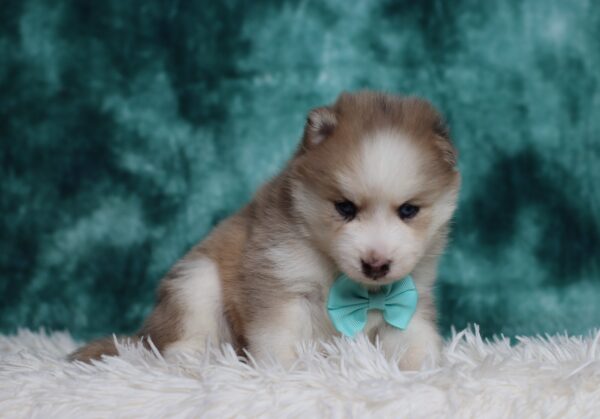 0224a-Lyric-pomsky-puppy-The-Puppy-Lodge-scaled.jpg