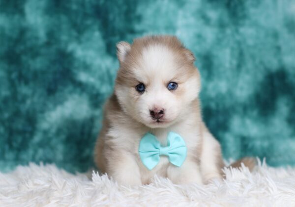 0224aa-Lyric-pomsky-puppy-The-Puppy-Lodge-scaled.jpg