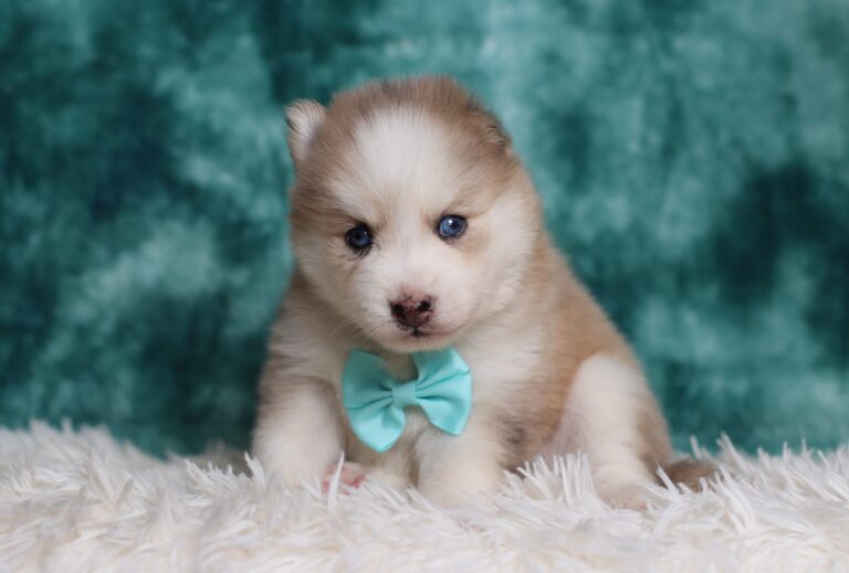 0224aaa-Lyric-pomsky-puppy-The-Puppy-Lodge-scaled.jpg