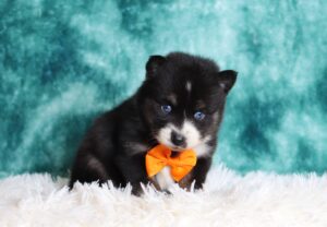 1222a-Henric-pomsky-puppy-The-Puppy-Lodge-scaled.jpg