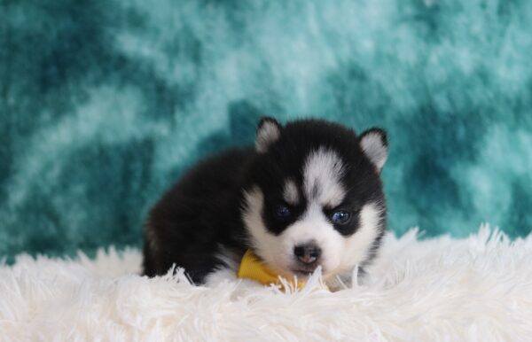 1233a-Dickson-pomsky-puppy-The-Puppy-Lodge-scaled.jpg
