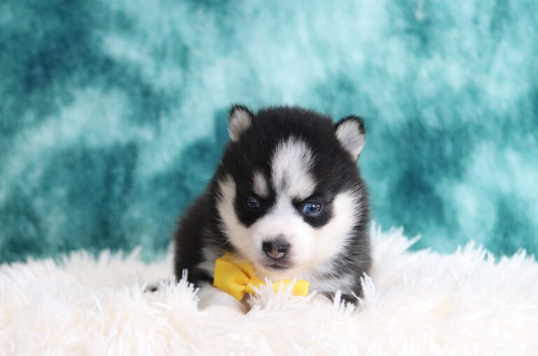 1233aa-Dickson-pomsky-puppy-The-Puppy-Lodge-scaled.jpg