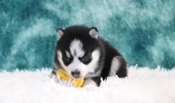 1233aaa-Dickson-pomsky-puppy-The-Puppy-Lodge-scaled.jpg