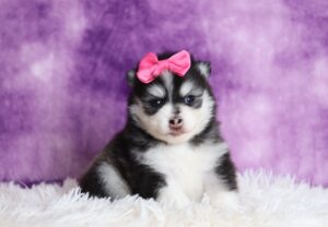 1234a-Denise-pomsky-puppy-The-Puppy-Lodge-scaled.jpg
