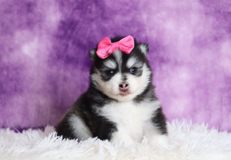 1234a-Denise-pomsky-puppy-The-Puppy-Lodge-scaled.jpg
