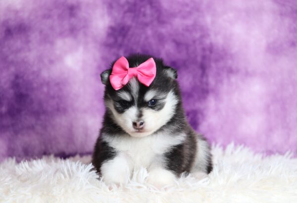 1234aa-Denise-pomsky-puppy-The-Puppy-Lodge-scaled.jpg