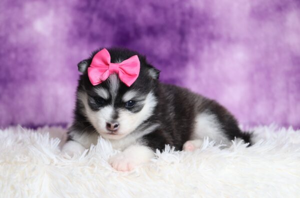1234aaa Denise pomsky puppy-The Puppy Lodge.JPG