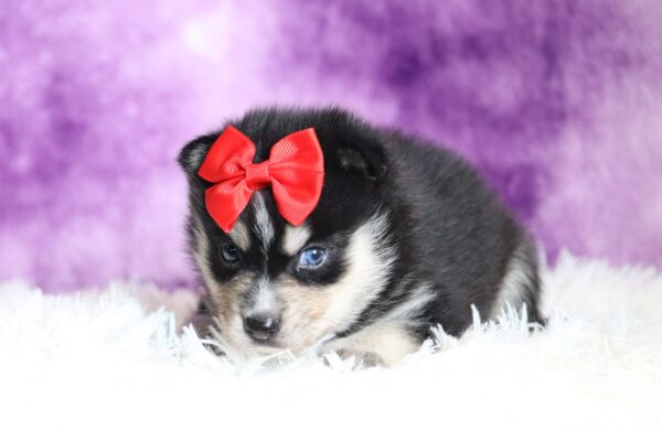 1235a-Dolly-pomsky-puppy-The-Puppy-Lodge-scaled.jpg