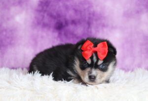 1235aaa-Dolly-pomsky-puppy-The-Puppy-Lodge-scaled.jpg