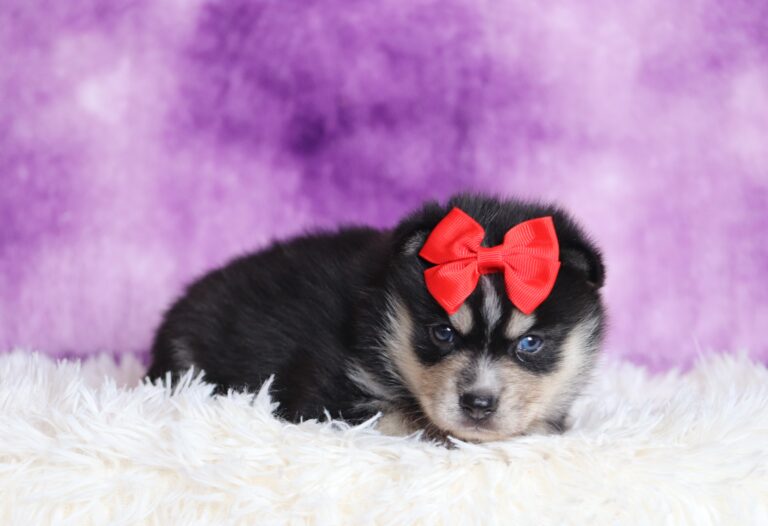 1235aaa-Dolly-pomsky-puppy-The-Puppy-Lodge-scaled.jpg