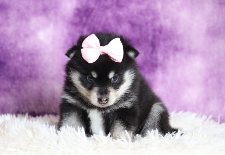 1236a-Dora-pomsky-puppy-The-Puppy-Lodge-scaled.jpg