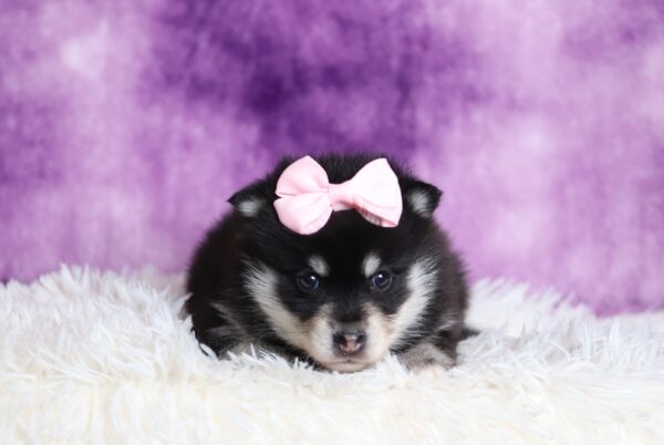 1236aa-Dora-pomsky-puppy-The-Puppy-Lodge-scaled.jpg